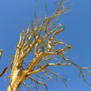 SouthernSierra 471 : SouthernSierra